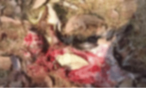 അമരമ്പലത്ത് അജ്ഞാത ജീവി ആക്രമണം തുടരുന്നു