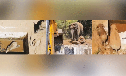 ആറുമണിക്കൂർ നീണ്ട പരിശ്രമം;ജലസംഭരണിയിൽ വീണ കുട്ടിയാനക്ക് പുതുജീവൻ