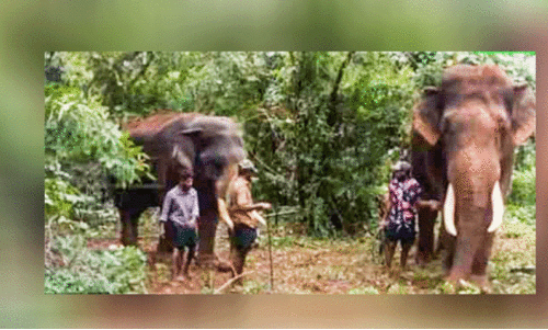 മേഖലയിലെ കാട്ടാന ആക്രമണകാരിയെന്ന് സൂചന; പ്രതിരോധം ശക്തമാക്കി വനപാലകർ