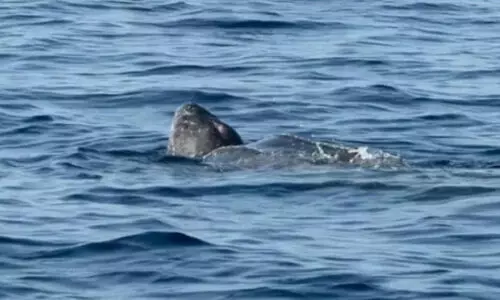 ചെങ്കടലിൽ വിരുന്നെത്തി അപൂർവ അതിഥി; വംശനാശഭീഷണി നേരിടുന്ന ‘ലെതർബാക്ക്’ കടലാമയെ കണ്ടെത്തി