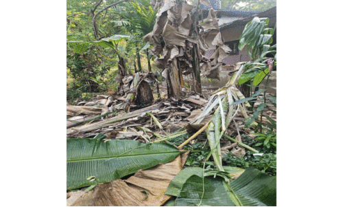ക​രു​ളാ​യി​യി​ൽ വീ​ണ്ടും കാ​ട്ടാ​ന വി​ള​യാ​ട്ടം  ​