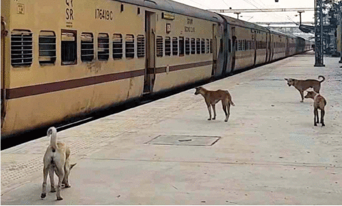 റെ​യി​ൽ​വേ സ്റ്റേ​ഷ​നു​ക​ളിൽ തെ​രു​വു​നാ​യ് വി​ള​യാ​ട്ടം