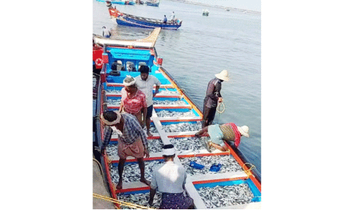 മ​ത്തി​ക്ക് പൊ​ന്നും​വി​ല; തീ​ര​ത്ത് ആ​ഹ്ലാ​ദ​ത്തി​ര