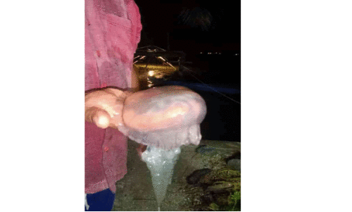 കായൽ നിറഞ്ഞ് കടൽച്ചൊറികൾ; നട്ടംതിരിഞ്ഞ് മത്സ്യത്തൊഴിലാളികൾ കായൽ നിറഞ്ഞ് കടൽച്ചൊറികൾ; നട്ടംതിരിഞ്ഞ് മത്സ്യത്തൊഴിലാളികൾ