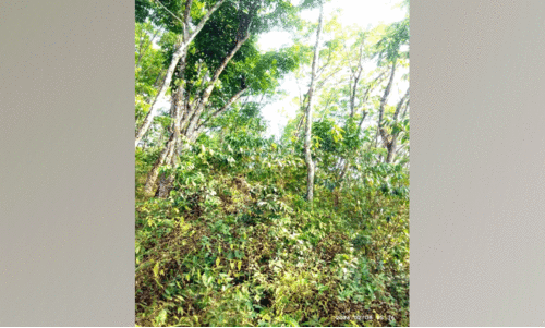 റ​ബ​ർ ബോ​ർ​ഡ് പ​രീ​ക്ഷ​ണ തോ​ട്ടം കാ​ടു​മൂ​ടി, വ​ന്യ​മൃ​ഗ ശ​ല്യ​ത്തി​ൽ   പൊ​റു​തി​മു​ട്ടി നാ​ട്ടു​കാ​ർ