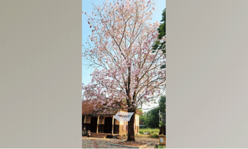 പൂത്തുലഞ്ഞ്​ തബീബിയ  കുമരകത്ത് ലാറ്റിനമേരിക്കൻ  വസന്തം