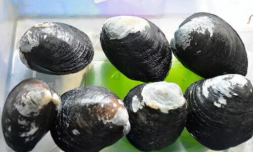 കൃത്രിമമായി വിരിഞ്ഞിറങ്ങി കണ്ടൽ കക്ക