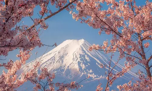 സഞ്ചാരികളുടെ തിരക്ക് നിയന്ത്രണാതീതം; ചെറിബ്ലോസം ഫെസ്റ്റിവൽ നിർത്തിവെച്ച് ജപ്പാൻ