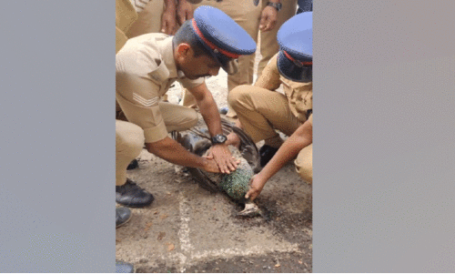 ഷോക്കേറ്റ് വീണ മയിലിന് രക്ഷകരായി അഗ്നിരക്ഷ സേന