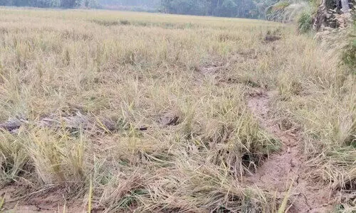 ഷൂട്ടർമാരെ നിയമിച്ചെന്ന് പഞ്ചായത്ത്; എവിടെയെന്ന് കർഷകർ