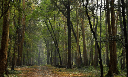 നവകിരണം പദ്ധതി; വനം വകുപ്പിന് ഭൂമി കൈമാറിയ 60 കുടുംബങ്ങൾ പെരുവഴിയിൽ