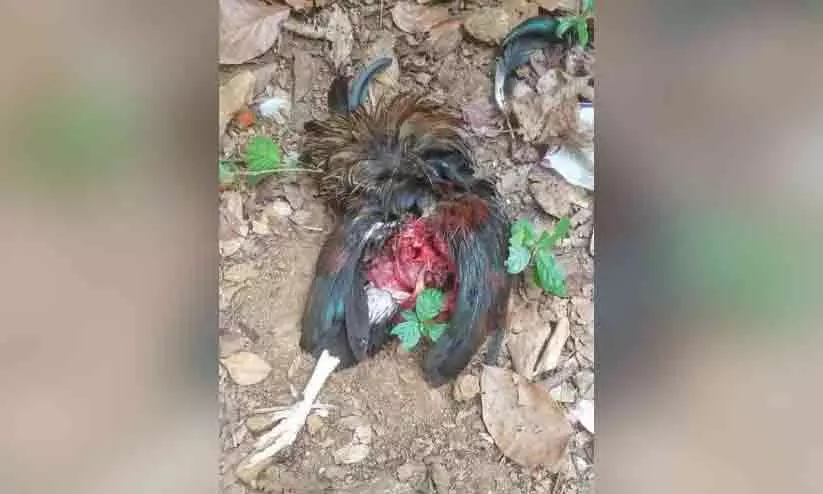 തെരുവുനായ് ശല്യം രൂക്ഷം, നിരവധി കോഴികളെ കൊന്നു തെരുവുനായ് ശല്യം രൂക്ഷം, നിരവധി കോഴികളെ കൊന്നു