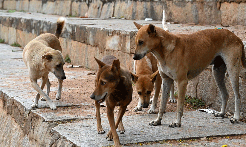 കുരമ്പാലയിൽ ഏഴുപേരെ തെരുവുനായ് കടിച്ചു കുരമ്പാലയിൽ ഏഴുപേരെ തെരുവുനായ് കടിച്ചു