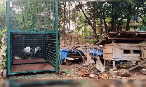 അമരമ്പലത്ത് ഭീതിയുടെ ഒരാഴ്ച; വട്ടംകറക്കി പുലി