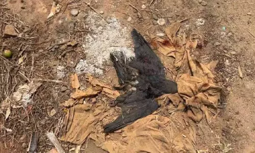 ദുരൂഹ സാഹചര്യത്തില്‍ പക്ഷികള്‍ ചത്തുവീഴുന്നു