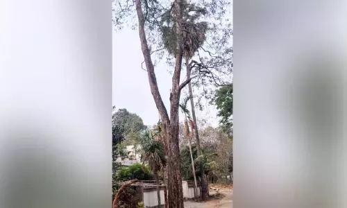 കനാൽ പുറമ്പോക്കിലെ മരങ്ങൾ ഭീഷണിയായി കനാൽ പുറമ്പോക്കിലെ മരങ്ങൾ ഭീഷണിയായി