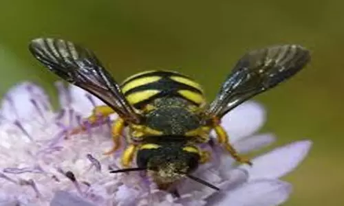 കാ​ട്ടു​തേ​നീ​ച്ച​യു​ടെ കു​ത്തേ​റ്റ് നാ​ല് പേ​ർ​ക്ക് പ​രി​ക്കേ​റ്റു