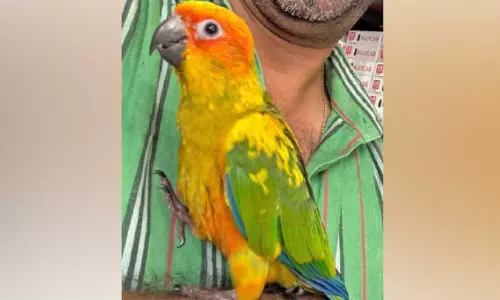 സമൂഹ മാധ്യമങ്ങളിൽ പാറിപ്പറന്ന് കാണാതായ കോനോർ തത്ത