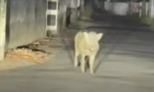 നഗരസഭ പരിധിയിൽ കാട്ടുപന്നി ശല്യം രൂക്ഷം