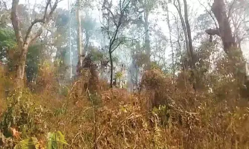 വേനൽ കടുത്തു.... കരിഞ്ഞുണങ്ങി വനവും