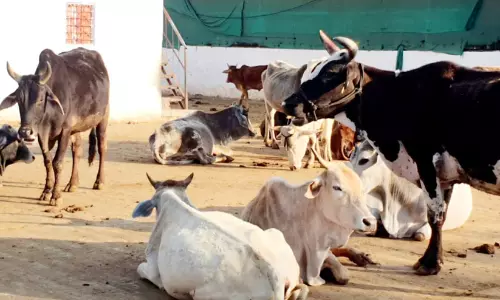 സർക്കാറിന്‍റെ ജേണലിസം സർവകലാശാലയിൽ ഗോശാല നിർമിക്കണമെന്ന്; കോൺഗ്രസ് വിദ്യാർഥി സംഘടനയുടെ ഉപവാസം