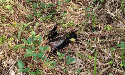 പക്ഷിപ്പനി; പായം കോണ്ടമ്പ്രയില് കാക്കകള് ചത്തുവീഴുന്നു പക്ഷിപ്പനി; പായം കോണ്ടമ്പ്രയില് കാക്കകള് ചത്തുവീഴുന്നു