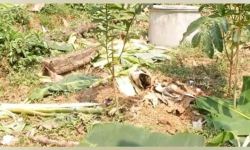 അയ്യപ്പന്‍കാവില്‍ കാട്ടാന കൃഷികള്‍ നശിപ്പിച്ചു