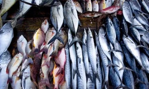 മീൻ കഴിച്ച് മരണം; മത്സ്യമാര്‍ക്കറ്റുകളില്‍ പരിശോധന