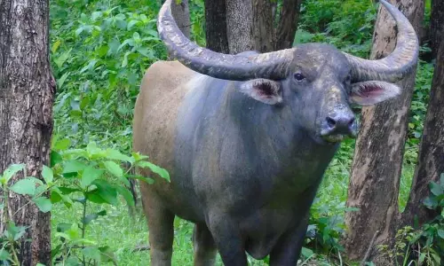 ജനവാസമേഖലയില്‍ കാട്ടുപോത്തുകൾ ; നാട് ഭീതിയുടെ നിഴലില്‍