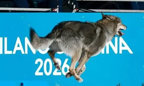 വിന്‍റർ ഒളിമ്പിക്സിന്‍റെ ഫിനിഷിങ് പോയിന്‍റിൽ അപ്രതീക്ഷിതമായി ഓടിക്കയറിയ വൈറൽ മത്സരാർഥി; വിഡിയോ