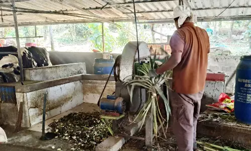 പൈ​നാ​പ്പി​ൾ ഇ​ല​ക​ൾ കാ​ലി​ത്തീ​റ്റ​യാ​ക്കി ക്ഷീ​ര ക​ർ​ഷ​ക​ർ