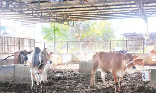 റ​മ​ദാ​ൻ വി​പ​ണി; 22,000 ക​ന്നു​കാ​ലി​ക​ളും 9,000 ട​ൺ ഇ​റ​ച്ചി​യും ബ​ഹ്‌​റൈ​നി​ലെ​ത്തി