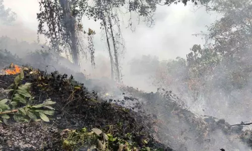 കൊന്നക്കാട് എസ്റ്റേറ്റിലും വനാതിർത്തിയിലും തീപിടിത്തം
