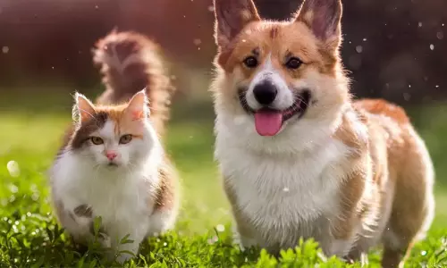 ഉ​യ​രു​ന്ന താ​പ​നി​ല: വ​ള​ർ​ത്തു​മൃ​ഗ​ങ്ങ​ളെ ശ്ര​ദ്ധി​ക്ക​ണം –മൃ​ഗ​സം​ര​ക്ഷ​ണ വ​കു​പ്പ്