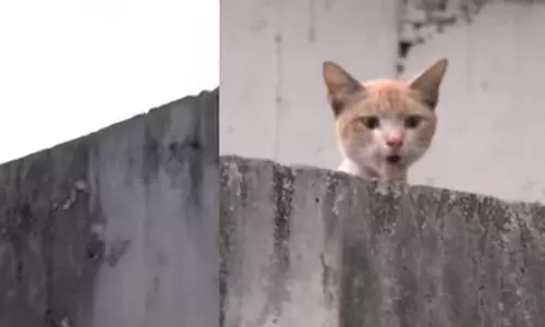 ഓപ്പറേഷൻ സുഭാഷ് വിജയം; കൊച്ചി മെട്രോ പില്ലറിൽ ഒരാഴ്ചയായി കുടുങ്ങി  കിടന്ന പൂച്ചയെ രക്ഷപ്പെടുത്തി