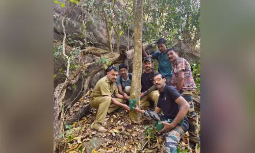 ക​ടു​വ സെ​ൻ​സ​സ്: നി​ല​മ്പൂ​ർ കാ​ട്ടി​ൽ 260 കാ​മ​റ​ക​ൾ മി​ഴി​തു​റ​ക്കു​ന്നു