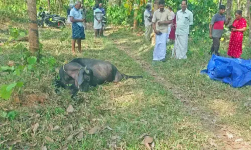 കാ​ട്ടാ​ന​ക്കൂ​ട്ടം പോ​ത്തി​നെ ച​വി​ട്ടി​ക്കൊ​ന്നു