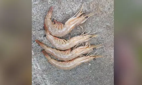 ചെ​മ്മീ​ൻ കെ​ട്ടു​ക​ളി​ൽ വൈ​റ​സ് ബാ​ധ;   ഞ​ണ്ടു​ക​ളും ചെ​മ്മീ​നും കൂ​ട്ട​ത്തോ​ടെ   ച​ത്തൊ​ടു​ങ്ങു​ന്നു