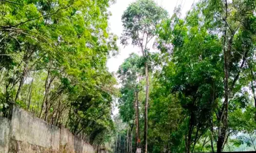 റോ​ഡ​രി​കി​ലെ പെ​രു​മ​ര​ത്തി​ൽ പു​ഴു​ശ​ല്യം രൂ​ക്ഷം​