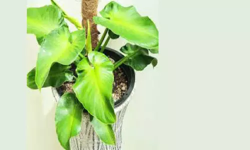 ഫിലാഡെൻഡ്രോൺ റുഗോസം