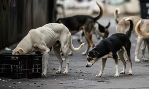 പോ​ർ​ട്ട​ബി​ൾ എ.​ബി.​സി കേ​ന്ദ്രം ; ആ​ദ്യ​ഘ​ട്ടം ജി​ല്ല​യി​ൽ അ​ഞ്ച് ത​ദ്ദേ​ശ സ്ഥാ​പ​ന​ങ്ങ​ൾ​ക്ക് പ​രി​ഗ​ണ​ന