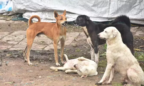തെരുവുനായ് ആക്രമണത്തിൽ യുവാവിന് ഗുരുതര പരിക്ക്
