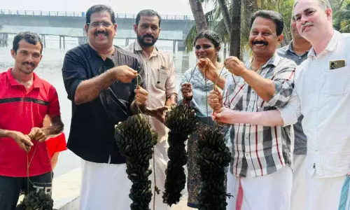 ഫൈസലിന്റെ കല്ലുമ്മക്കായ കൃഷിയിൽ നൂറുമേനി