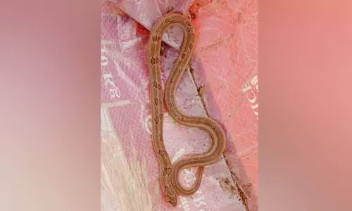 കൃഷിഭവനിലെ അലമാരയിൽ രക്തഅണലി