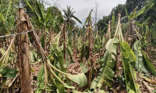 കാ​റ്റി​ലും മ​ഴ​യി​ലും വാ​ഴകൃ​ഷി​ ന​ശി​ച്ചു