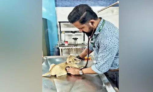 ദൗത്യസംഘത്തിന്‍റെ പരിചരണത്തിൽ പിച്ചവെച്ച് മൃഗശാലയിലെ സിംഹക്കുഞ്ഞുങ്ങൾ