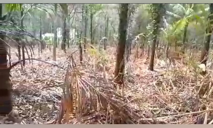 വിള ഇൻഷ്വറൻസ്; ജില്ലയിൽ ആനുകൂല്യം കാത്ത് കർഷകർ വിള ഇൻഷ്വറൻസ്; ജില്ലയിൽ ആനുകൂല്യം കാത്ത് കർഷകർ