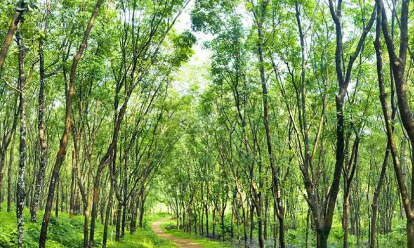 കർഷകരെ വലച്ച് തുരിശ് വില വർധന കർഷകരെ വലച്ച് തുരിശ് വില വർധന
