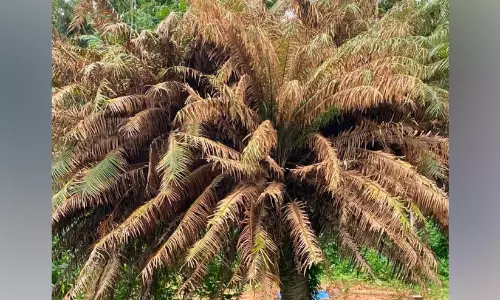 ഈന്തുകൾ നശിച്ചുതീരുന്നു; രക്ഷിക്കാൻ സർക്കാർ പദ്ധതികളൊന്നുമില്ല ഈന്തുകൾ നശിച്ചുതീരുന്നു; രക്ഷിക്കാൻ സർക്കാർ പദ്ധതികളൊന്നുമില്ല
