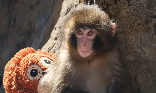 എന്തുകൊണ്ട് പഞ്ച് എന്ന കുട്ടിക്കുരങ്ങ് നമ്മെ കരയിപ്പിക്കുന്നു? എന്തുകൊണ്ട് പഞ്ച് എന്ന കുട്ടിക്കുരങ്ങ് നമ്മെ കരയിപ്പിക്കുന്നു?